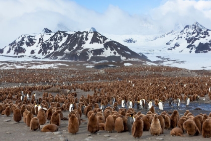 Picture of SOUTHERN OCEAN-SOUTH GEORGIA-SALISBURY PLAIN-VIEW OF THE COLONY AT SALISBURY PLAIN