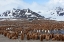 Picture of SOUTHERN OCEAN-SOUTH GEORGIA-SALISBURY PLAIN-VIEW OF THE COLONY AT SALISBURY PLAIN