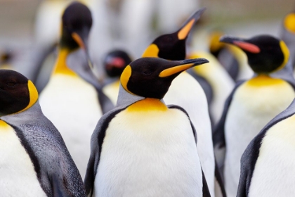 Picture of SOUTHERN OCEAN-SOUTH GEORGIA-PORTRAIT OF A KING PENGUIN AMONG OTHER ADULTS