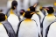 Picture of SOUTHERN OCEAN-SOUTH GEORGIA-PORTRAIT OF A KING PENGUIN AMONG OTHER ADULTS
