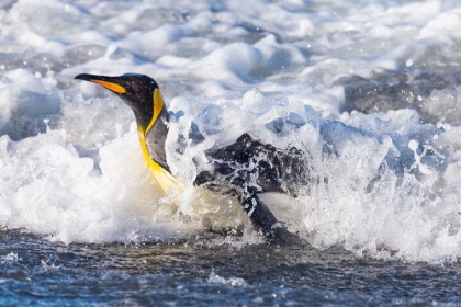 Picture of SOUTHERN OCEAN-SOUTH GEORGIA-A KING PENGUIN SURFS THE WAVES TO THE SHORE