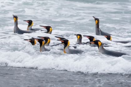 Picture of SOUTHERN OCEAN-SOUTH GEORGIA-A GROUP OF KING PENGUINS BATHE IN THE SURF