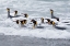 Picture of SOUTHERN OCEAN-SOUTH GEORGIA-A GROUP OF KING PENGUINS BATHE IN THE SURF