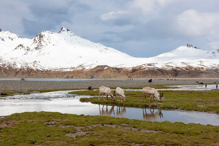 Picture of SOUTHERN OCEAN-SOUTH GEORGIA-FORTUNA BAY-REINDEER-RANGIFER TARANDUS-REINDEER