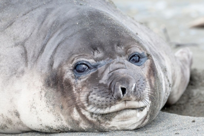 Picture of SOUTHERN OCEAN-SOUTH GEORGIA-HEADSHOT OF AN ELEPHANT SEAL WEANER