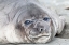 Picture of SOUTHERN OCEAN-SOUTH GEORGIA-HEADSHOT OF AN ELEPHANT SEAL WEANER