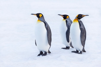 Picture of SOUTHERN OCEAN-SOUTH GEORGIA-PORTRAIT OF KING PENGUINS IN THE SNOW