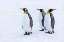 Picture of SOUTHERN OCEAN-SOUTH GEORGIA-PORTRAIT OF KING PENGUINS IN THE SNOW