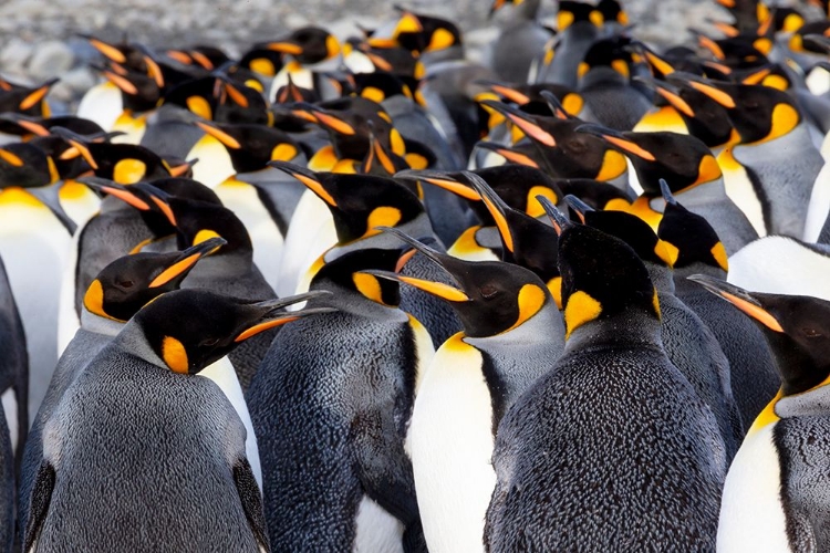 Picture of SOUTHERN OCEAN-SOUTH GEORGIA-PICTURE OF A GROUP OF KING PENGUINS