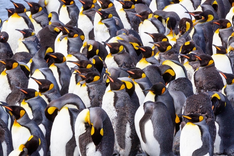 Picture of SOUTHERN OCEAN-SOUTH GEORGIA-VIEW OF A GROUP OF MOLTING ADULTS