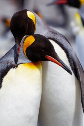 Picture of SOUTHERN OCEAN-SOUTH GEORGIA-PORTRAIT OF TWO ADULTS EXHIBITING COURTING BEHAVIOR