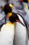Picture of SOUTHERN OCEAN-SOUTH GEORGIA-PORTRAIT OF TWO ADULTS EXHIBITING COURTING BEHAVIOR