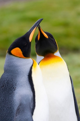 Picture of SOUTHERN OCEAN-SOUTH GEORGIA-PORTRAIT OF TWO COURTING KING PENGUINS