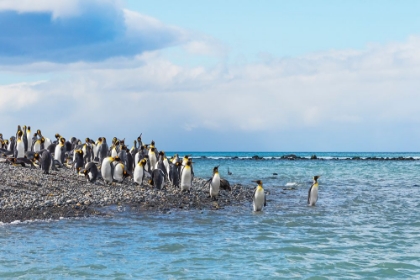 Picture of KING PENGUINS ON THE BEACH-GOLD HARBOUR-SOUTH GEORGIA-ANTARCTICA