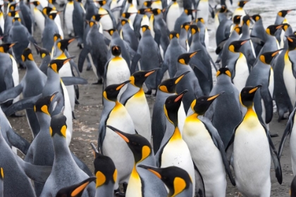 Picture of KING PENGUINS ON THE BEACH-ST-ANDREWS BAY-SOUTH GEORGIA-ANTARCTICA