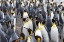 Picture of KING PENGUINS ON THE BEACH-ST-ANDREWS BAY-SOUTH GEORGIA-ANTARCTICA