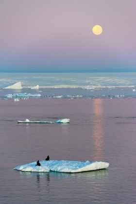 Picture of MOON OVER ANTARCTIC FUR SEAL ON FLOATING ICE IN SOUTH ATLANTIC OCEAN-ANTARCTICA