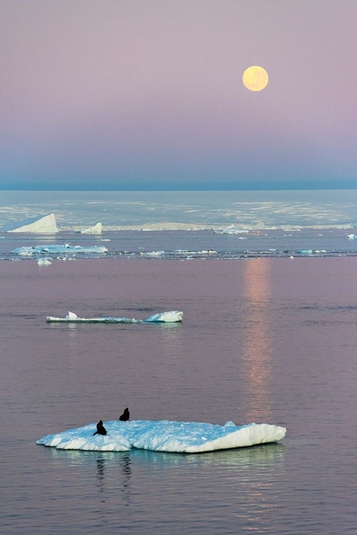 Picture of MOON OVER ANTARCTIC FUR SEAL ON FLOATING ICE IN SOUTH ATLANTIC OCEAN-ANTARCTICA