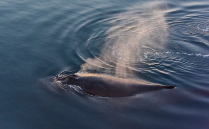 Picture of WHALE IN SOUTH ATLANTIC OCEAN-ANTARCTICA