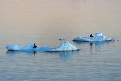 Picture of ANTARCTIC FUR SEAL ON FLOATING ICE IN SOUTH ATLANTIC OCEAN-ANTARCTICA