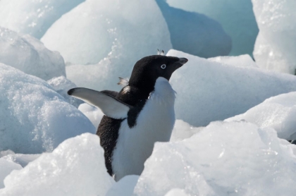 Picture of ADELIE PENGUIN ON ICE COVERED BEACH-PLENEAU AND PETERMANN ISLANDS-SOUTH ATLANTIC OCEAN-ANTARCTICA