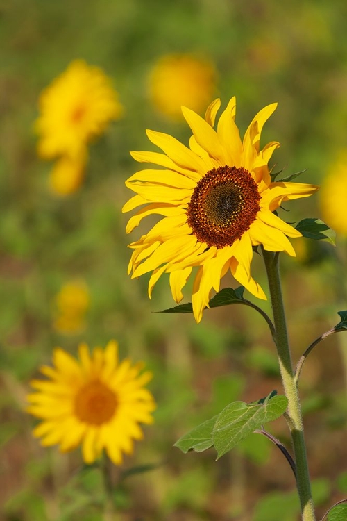 Picture of MYANMAR-INLE LAKE-SUNFLOWERS