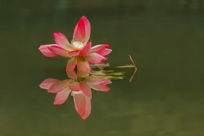 Picture of PINK LOTUS FLOWER AND REFLECTION-CHINA
