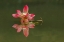 Picture of PINK LOTUS FLOWER AND REFLECTION-CHINA