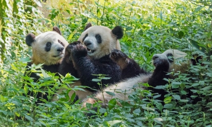 Picture of PANDAS EATING BAMBOO-CHENGDU-SICHUAN PROVINCE-CHINA