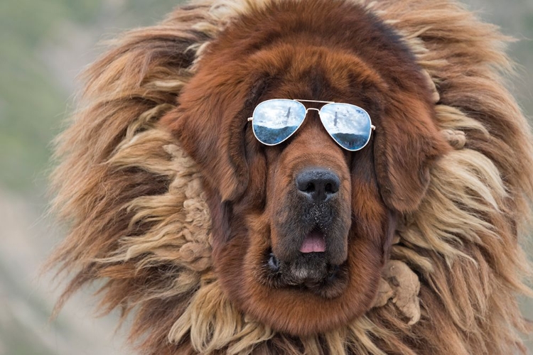 Picture of TIBETAN MASTIFF WEARING SUN GLASSES-TIBET-CHINA