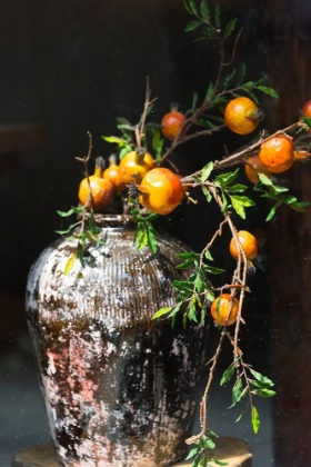 Picture of POMEGRANATE GROWN FROM A WINE JAR-TANGQI ANCIENT TOWN-HANGZHOU-ZHEJIANG PROVINCE-CHINA