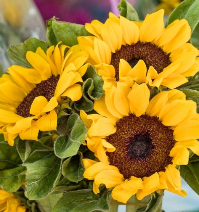 Picture of CHINA-HONG KONG SUNFLOWERS AT A FLOWER MARKET