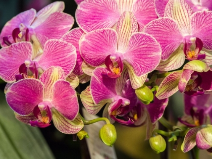 Picture of CHINA-HONG KONG ORCHIDS ON DISPLAY AT A FLOWER MARKET