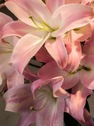 Picture of CHINA-HONG KONG LILIES ON DISPLAY AT A SHOP NEAR THE FLOWER MARKET