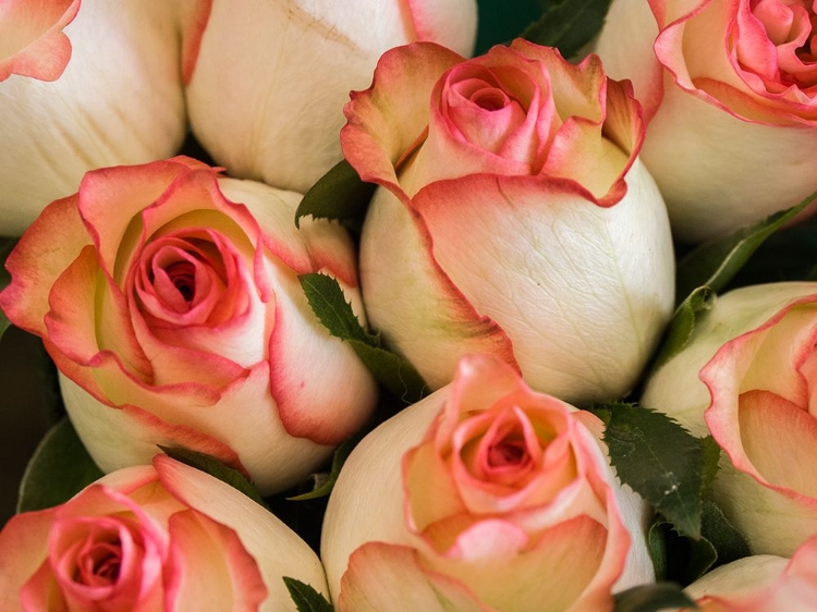 Picture of CHINA-HONG KONG CLOSEUP OF ROSES AT A FLOWER MARKET