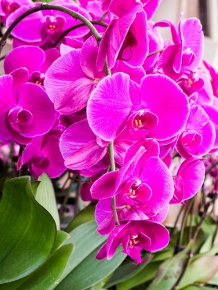 Picture of CHINA-HONG KONG ORCHIDS ON DISPLAY AT A FLOWER MARKET