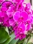 Picture of CHINA-HONG KONG ORCHIDS ON DISPLAY AT A FLOWER MARKET