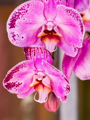 Picture of CHINA-HONG KONG ORCHIDS ON DISPLAY AT A FLOWER MARKET
