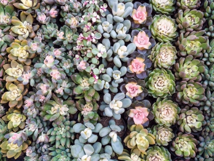 Picture of CHINA-HONG KONG A VARIETY OF SEDUM ON DISPLAY AT A FLOWER MARKET