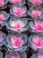 Picture of CHINA-HONG KONG A VARIETY OF SEDUM ON DISPLAY AT A FLOWER MARKET