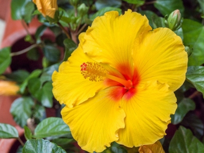 Picture of CHINA-HONG KONG CLOSEUP OF A YELLOW HIBISCUS AT A FLOWER MARKET