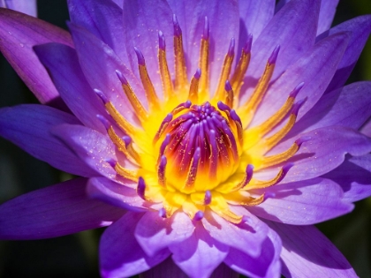 Picture of CHINA-HONG KONG CLOSEUP OF A PURPLE DAHLIA AT A FLOWER MARKET