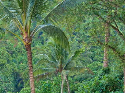 Picture of INDONESIA-BALI-UBUD-BALI RAINFOREST