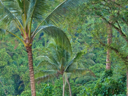 Picture of INDONESIA-BALI-UBUD-BALI RAINFOREST