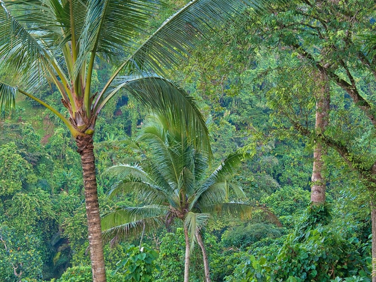 Picture of INDONESIA-BALI-UBUD-BALI RAINFOREST