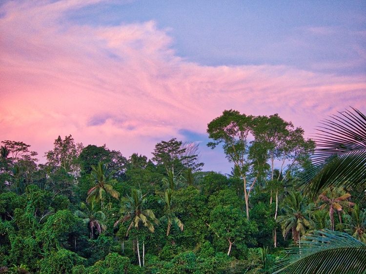 Picture of INDONESIA-BALI-UBUD-SUNRISE IN THE RAINFOREST