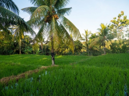 Picture of INDONESIA-BALI-UBUD-RICE FIELDS AND PALM TREES