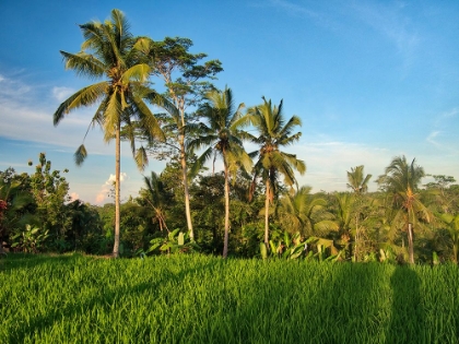 Picture of INDONESIA-BALI-UBUD-RICE FIELDS AND PALM TREES