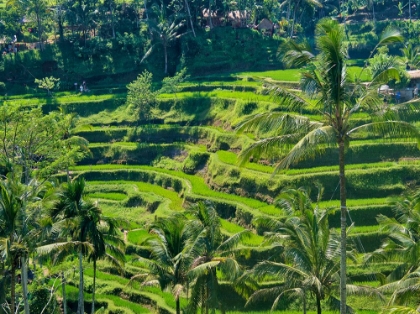 Picture of INDONESIA-BALI-UBUD-TEGALLALANG RICE TERRACES NEAR UBUD