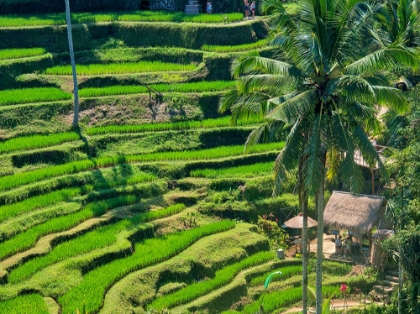 Picture of INDONESIA-BALI-UBUD-TEGALLALANG RICE TERRACES NEAR UBUD